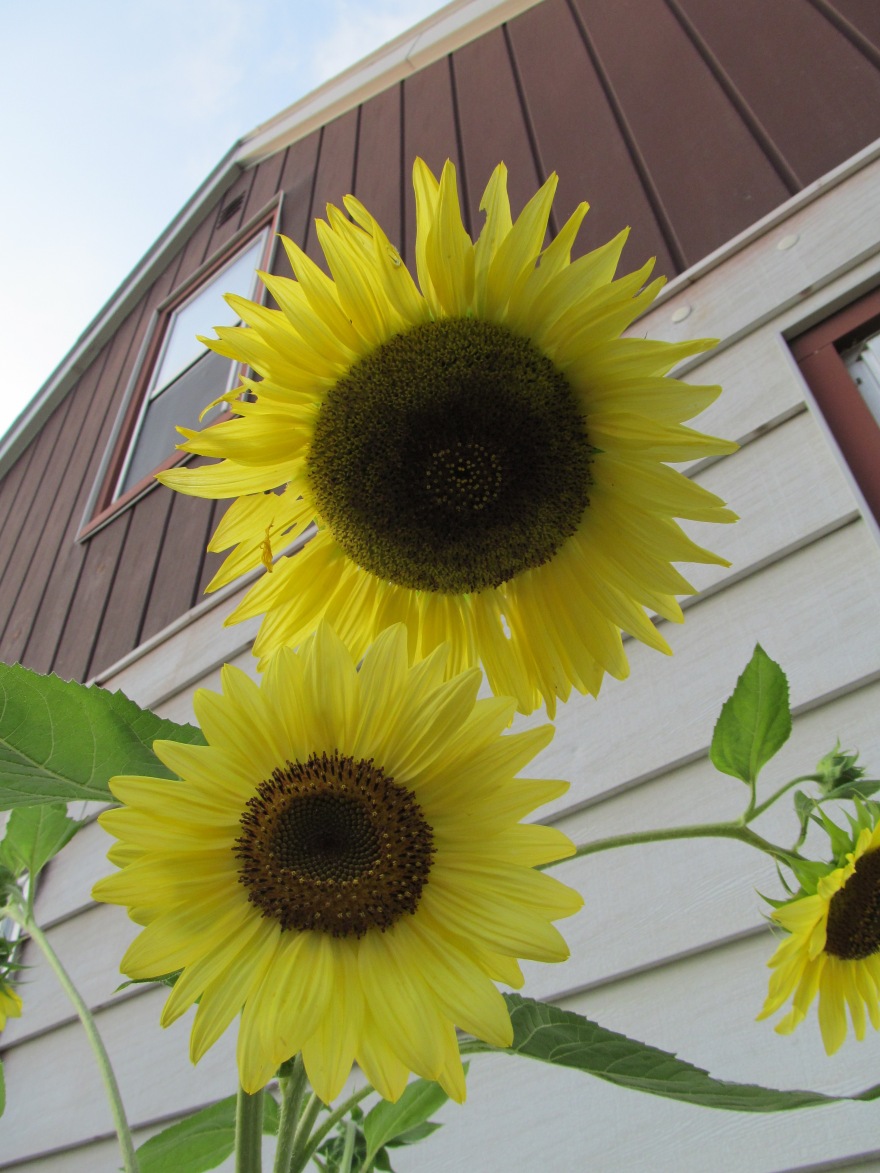 sunflower cluster
