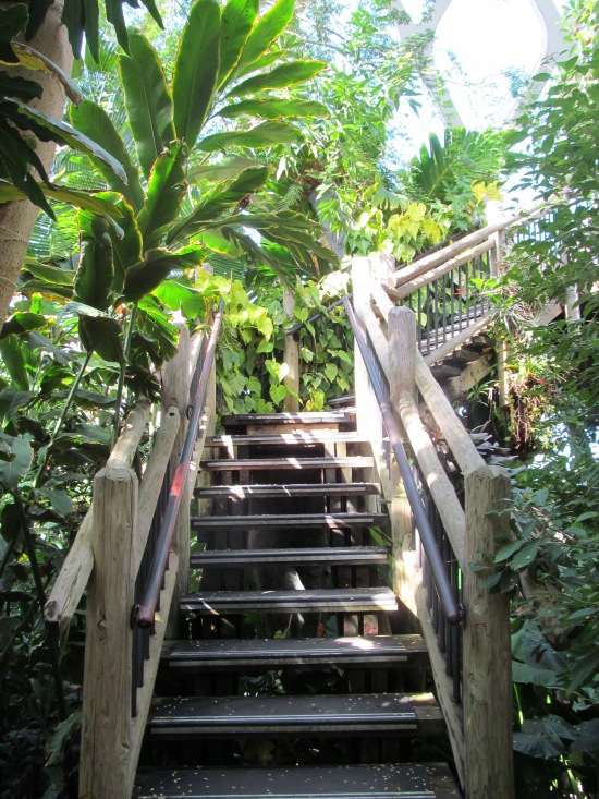 rainforest stairway
