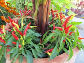 pretty pepper plant