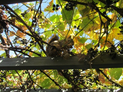 squirrel eating grapes