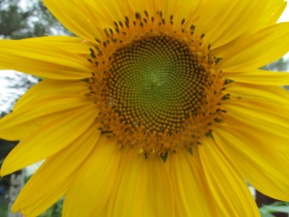 yellow sunflower center